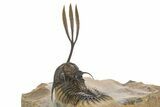 Trident Walliserops Trilobite - Exceptional Preparation #320855-5